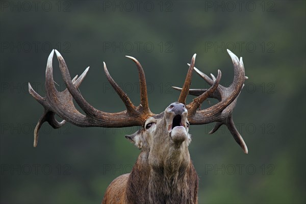 Close up of red deer