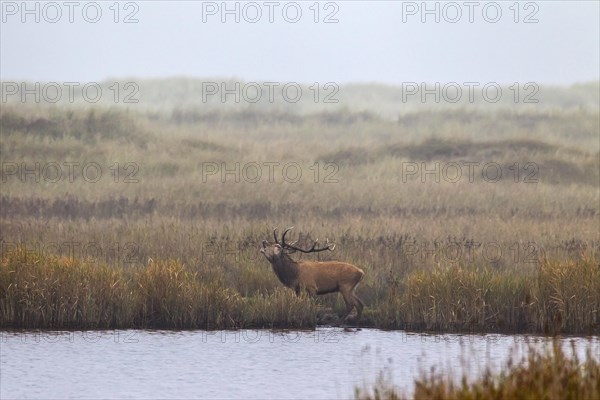 Red deer