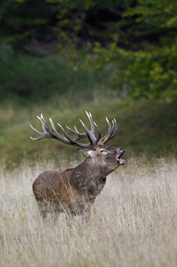 Red deer