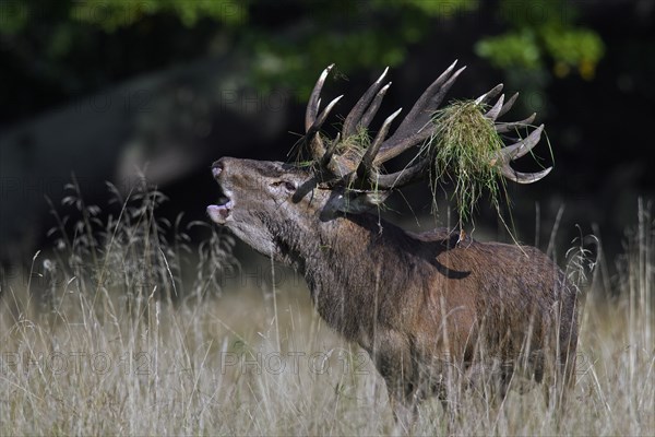 Red deer