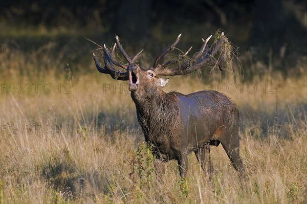 Red deer