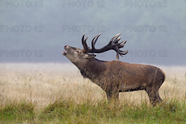 Red deer