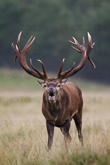 Red deer