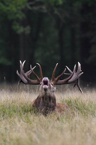 Red deer