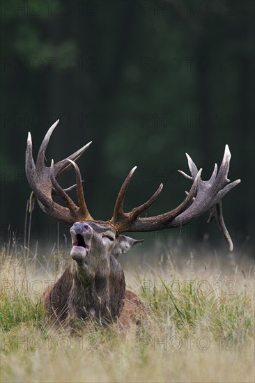 Red deer