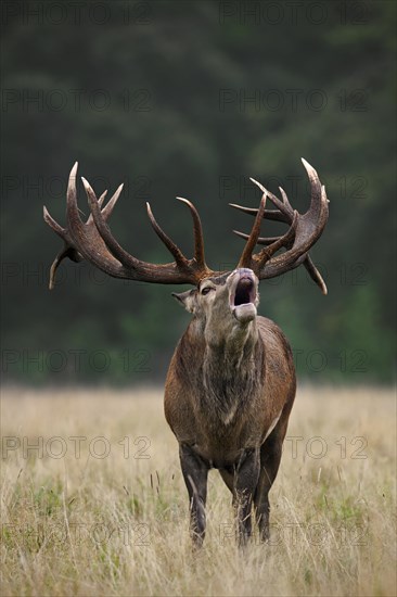 Red deer