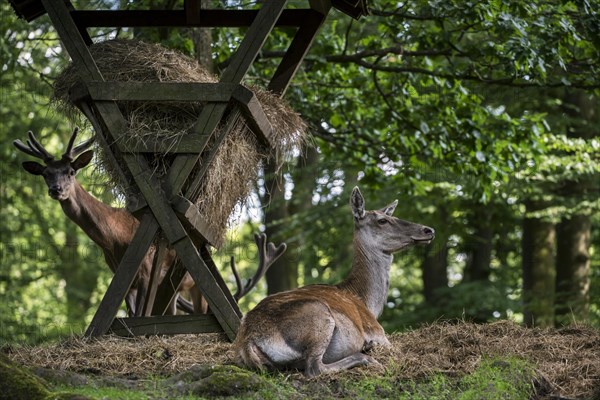 Red deer