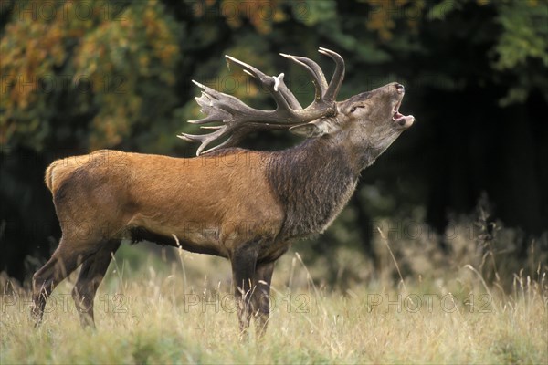 Red deer