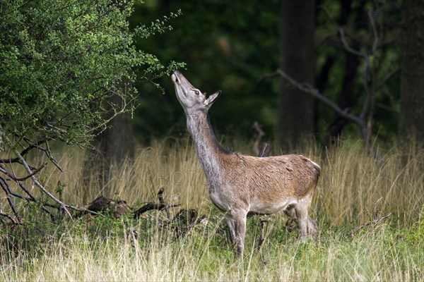 Red deer