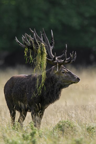 Red deer