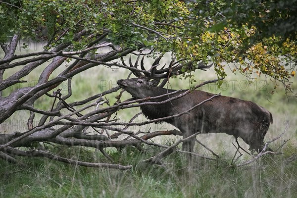 Red deer