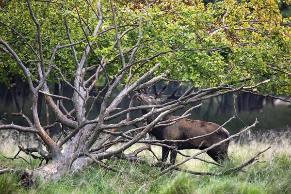 Red deer