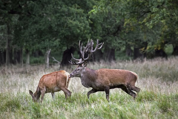 Red deer