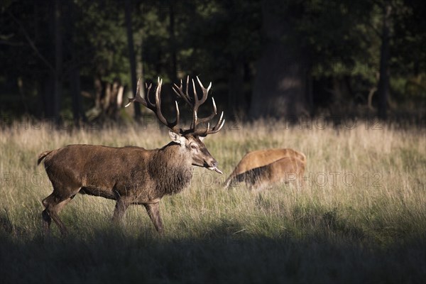 Red deer