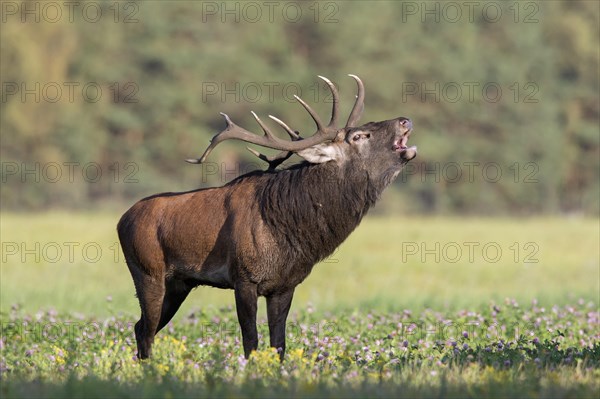 Red deer