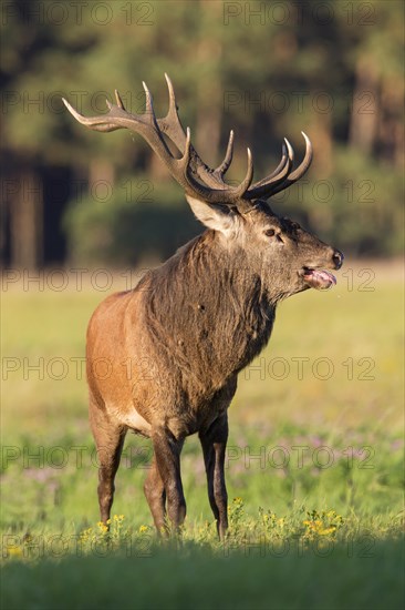 Red deer