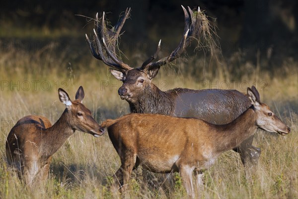 Red deer