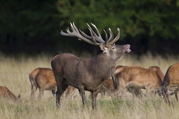 Red deer