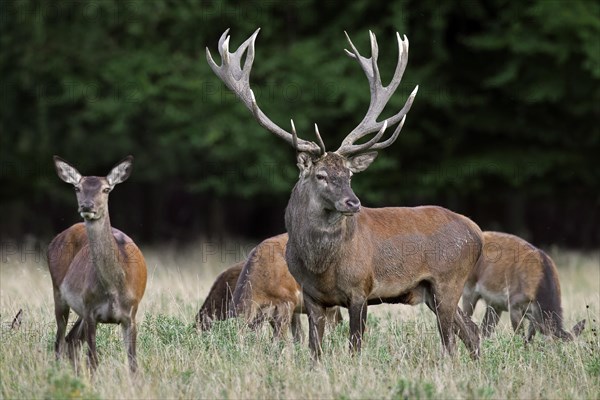 Red deer