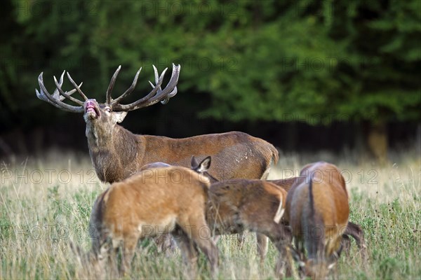 Red deer