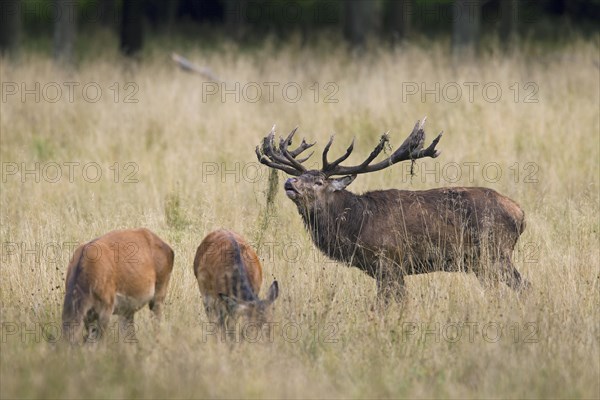 Red deer