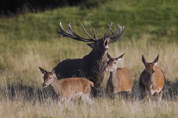 Red deer