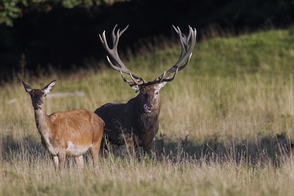 Red deer