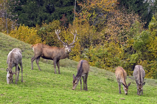 Herd of red deer