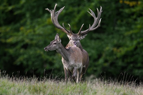 Red deer