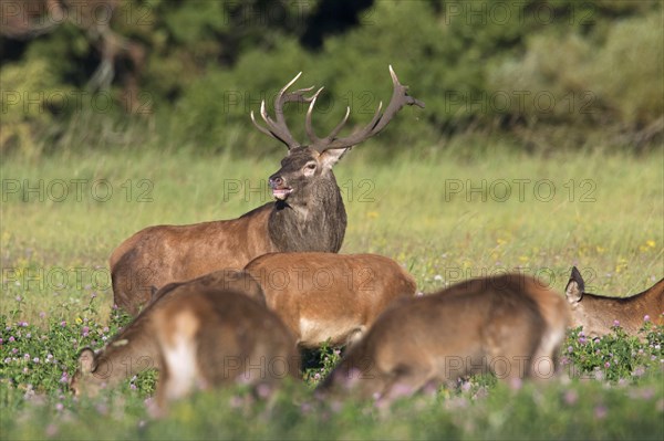 Herd of red deer