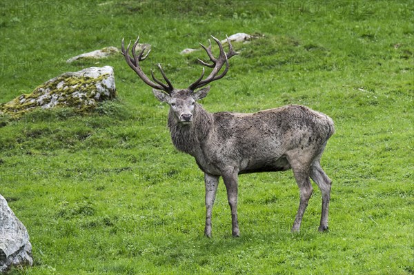 Red deer