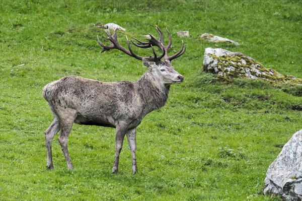 Red deer