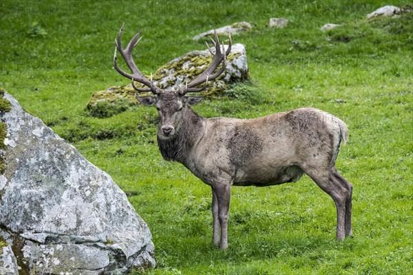 Red deer