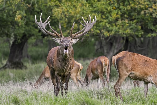 Red deer