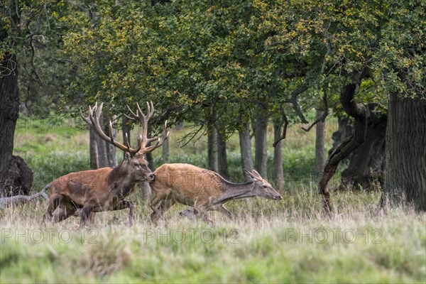 Red deer