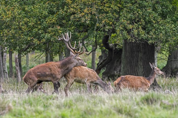 Red deer