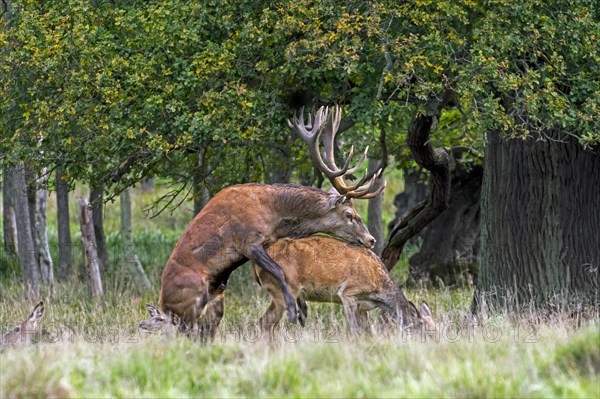 Red deer