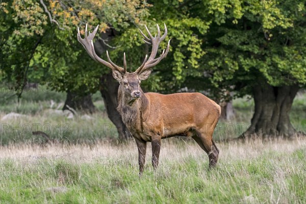 Red deer