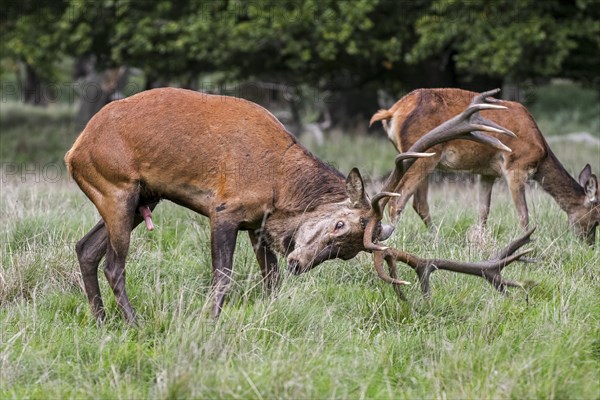 Ruttish red deer