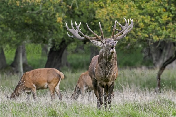 Red deer