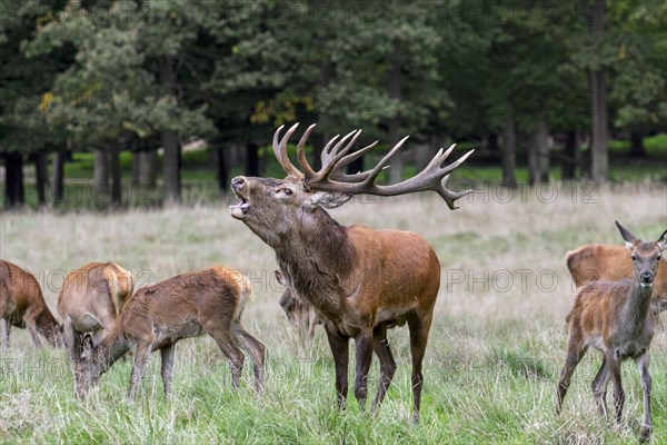 Red deer