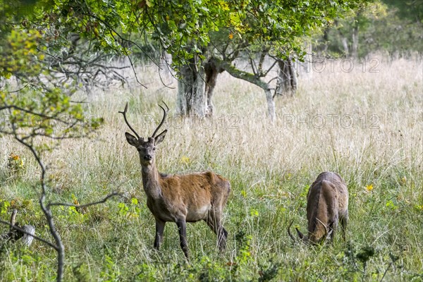 Two year old red deer