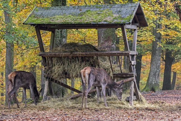 Red deer