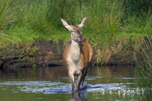 Red deer