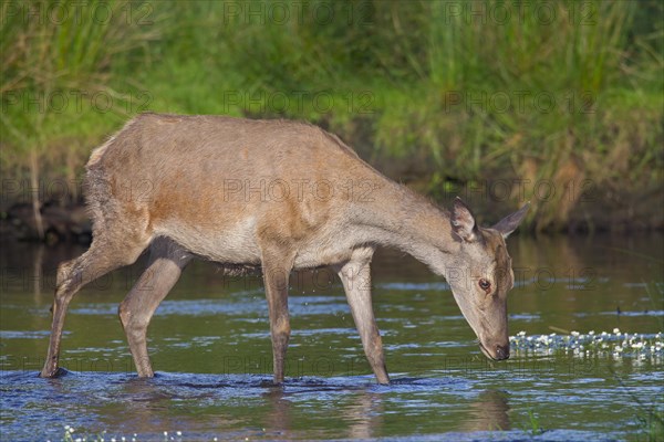 Red deer