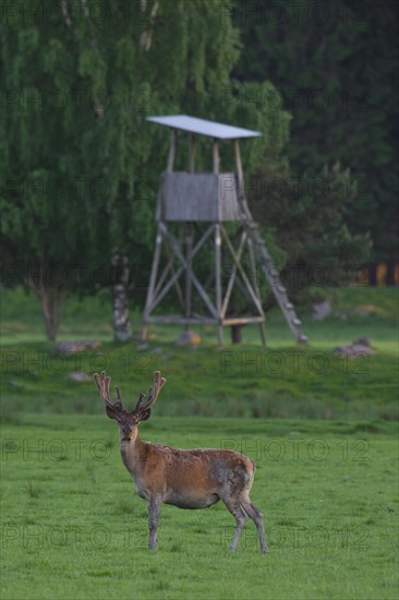 Red deer