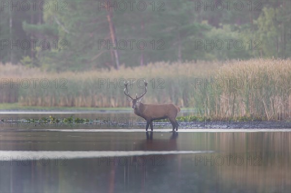 Solitary red deer