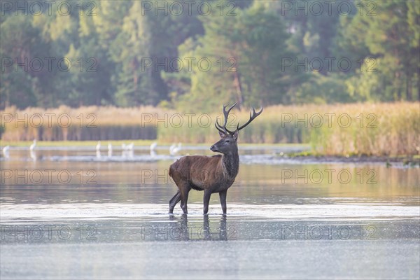 Solitary red deer