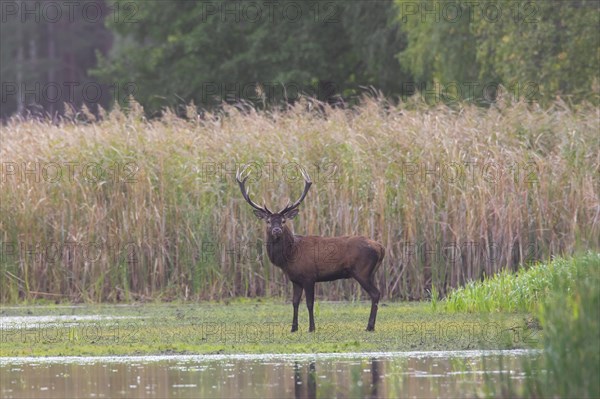 Solitary red deer