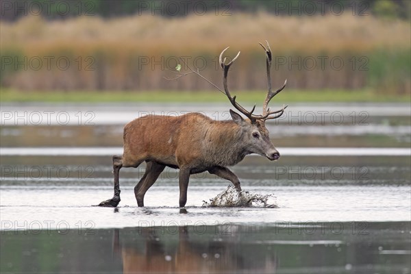 Solitary red deer